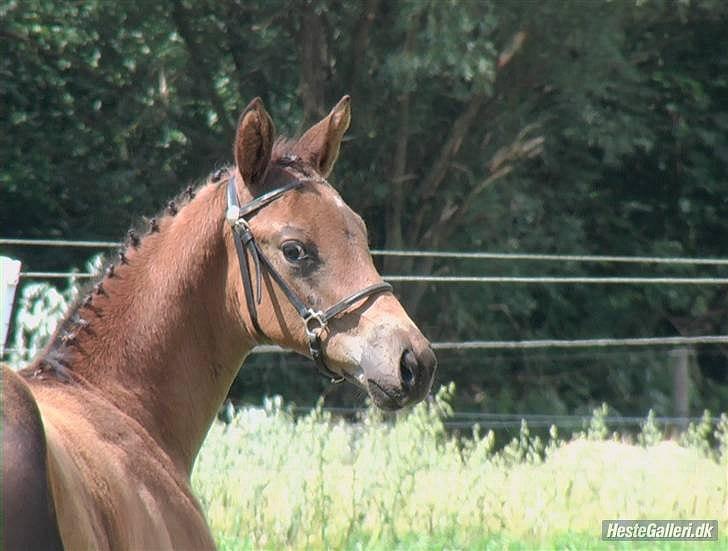 Dansk Varmblod Ildzjæl Firfod  billede 9