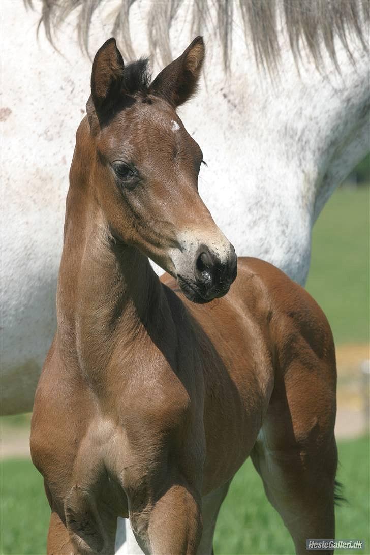 Dansk Varmblod Ildzjæl Firfod  billede 10