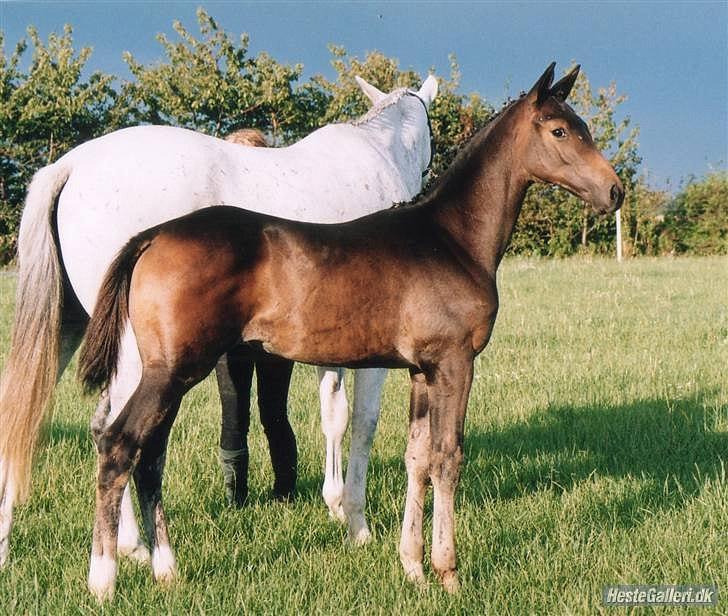 Dansk Varmblod Ildzjæl Firfod  billede 11