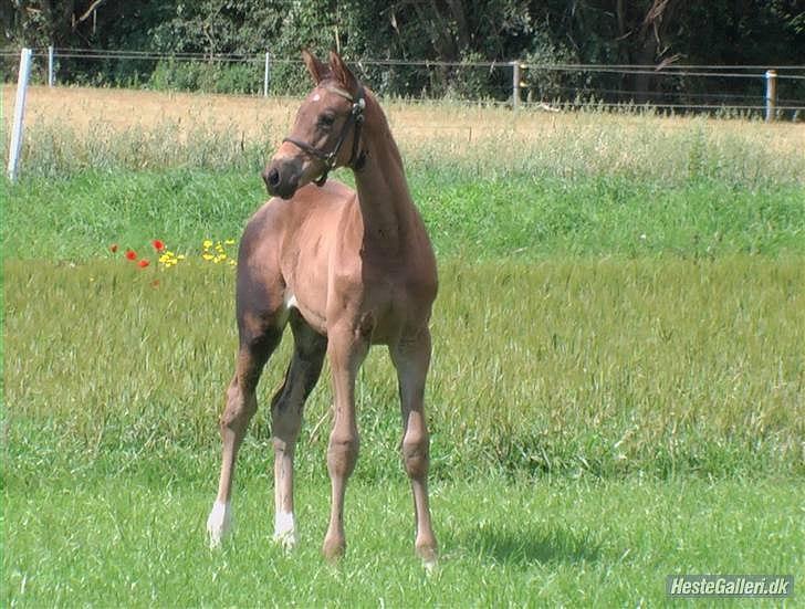 Dansk Varmblod Ildzjæl Firfod  billede 12