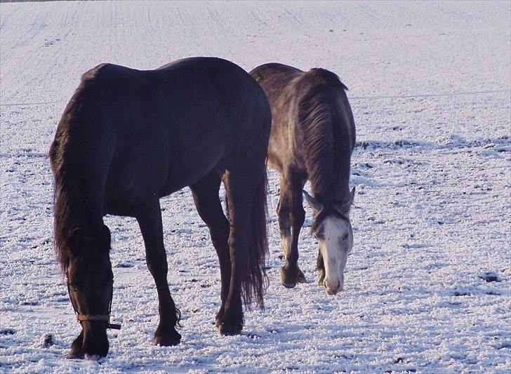 Sportsaraber (A) Gomez - Sne :-* vinter 2011 billede 6