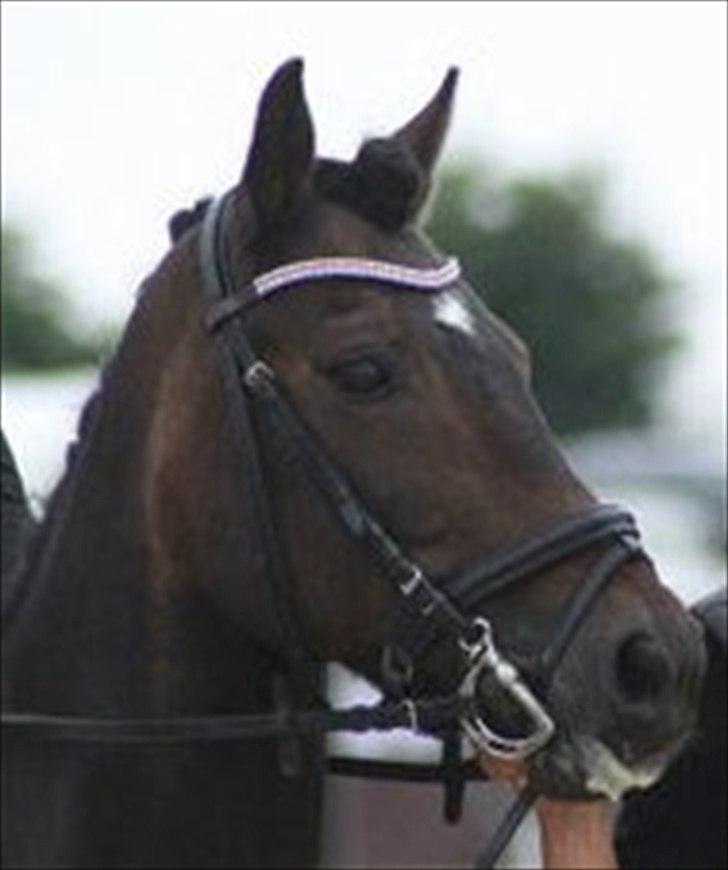 Anden særlig race Mystery Man - Misty <3 billede 10