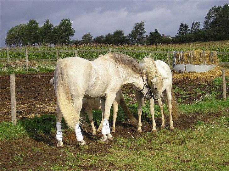 Cruzado Aquiles ( Jogge ) billede 5