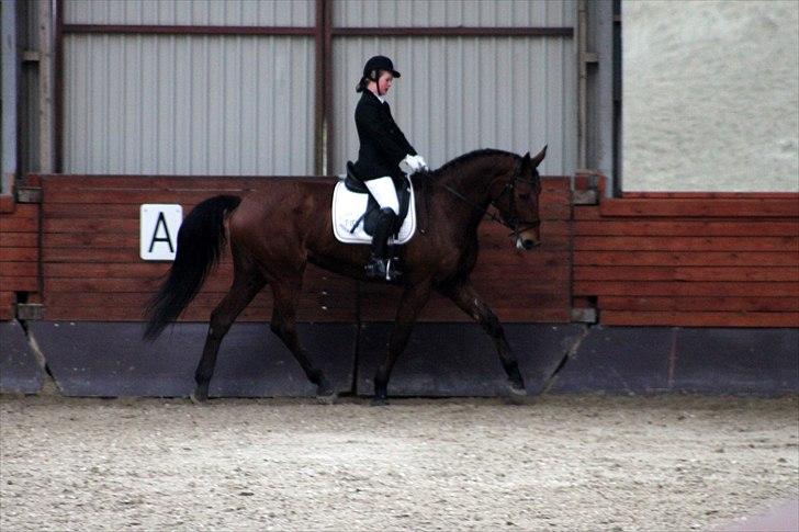 Dansk Varmblod Tatiana (Vildkat) - lækre tøs :D billede 10