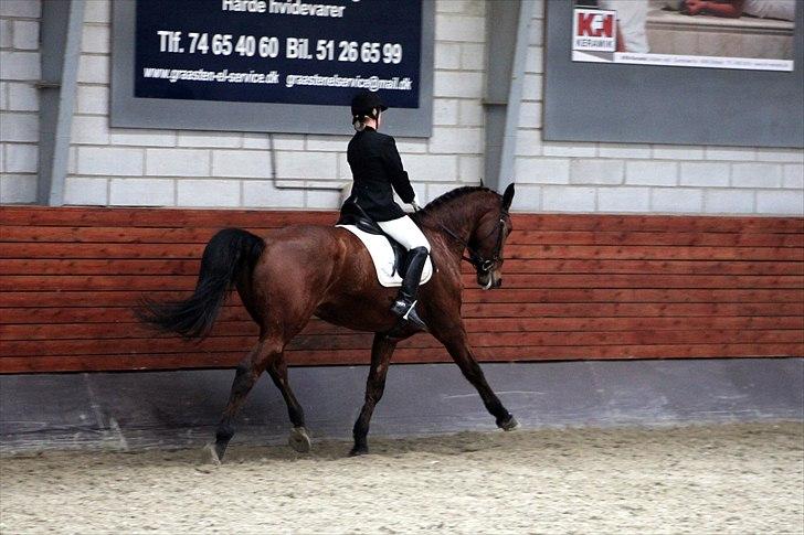 Dansk Varmblod Tatiana (Vildkat) - hun kan bare det der :D billede 11