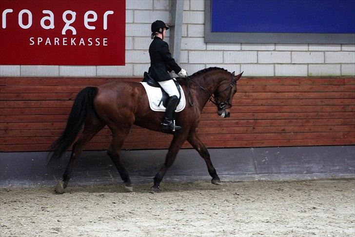 Dansk Varmblod Tatiana (Vildkat) billede 12