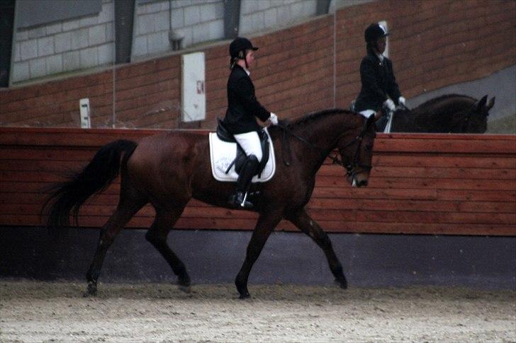 Dansk Varmblod Tatiana (Vildkat) billede 13