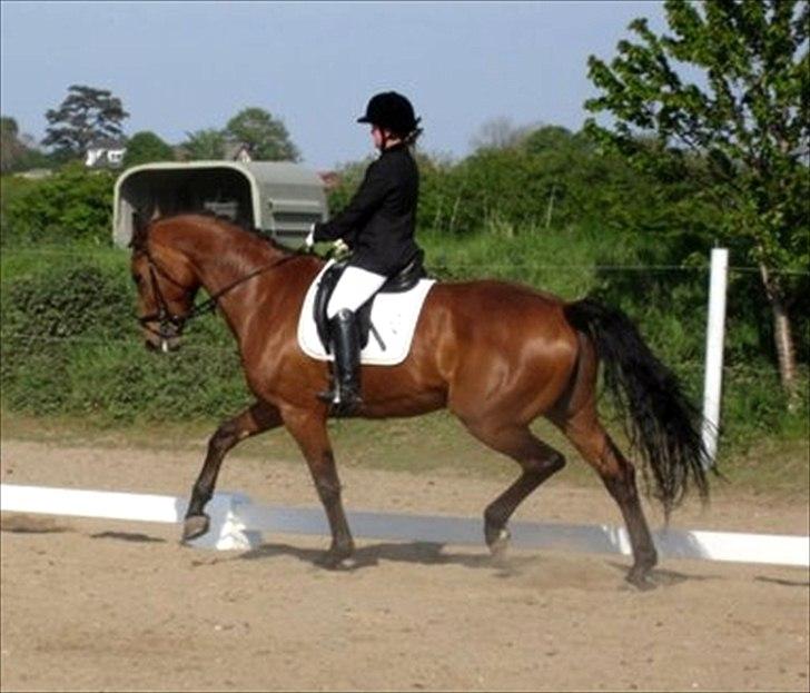 Dansk Varmblod Tatiana (Vildkat) - lækre :i billede 14