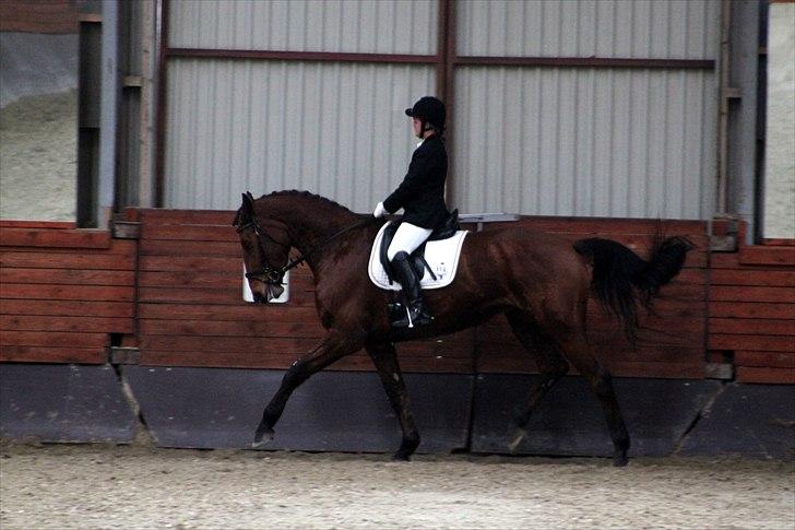 Dansk Varmblod Tatiana (Vildkat) - Tatiana :i billede 15