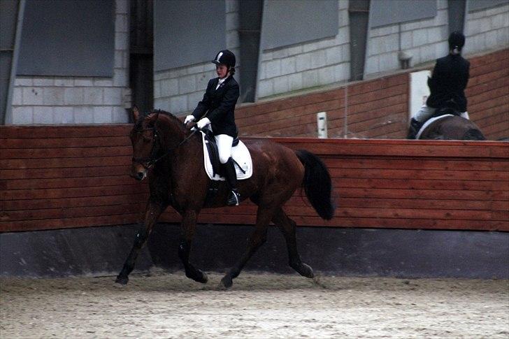 Dansk Varmblod Tatiana (Vildkat) - Gråsten :D billede 16