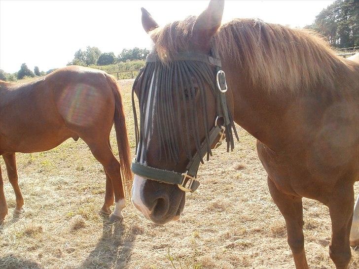 Appaloosa SSF Mr. Snip N Go billede 4