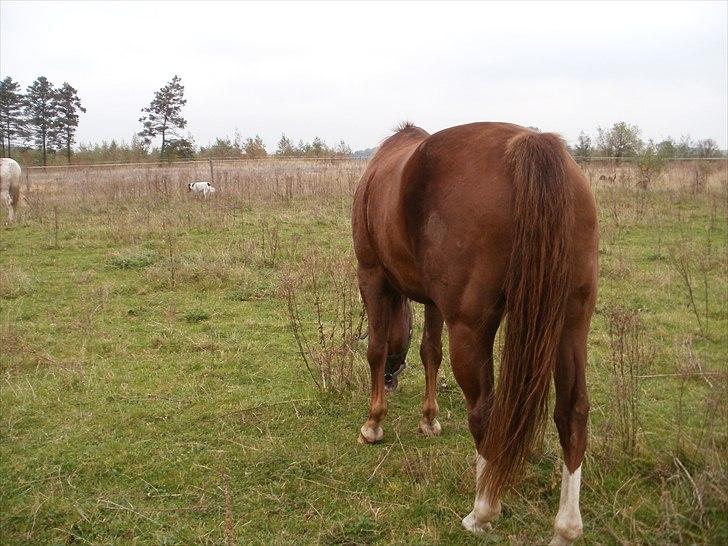 Appaloosa SSF Mr. Snip N Go billede 5