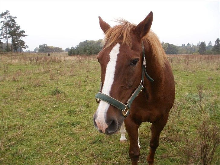 Appaloosa SSF Mr. Snip N Go billede 6