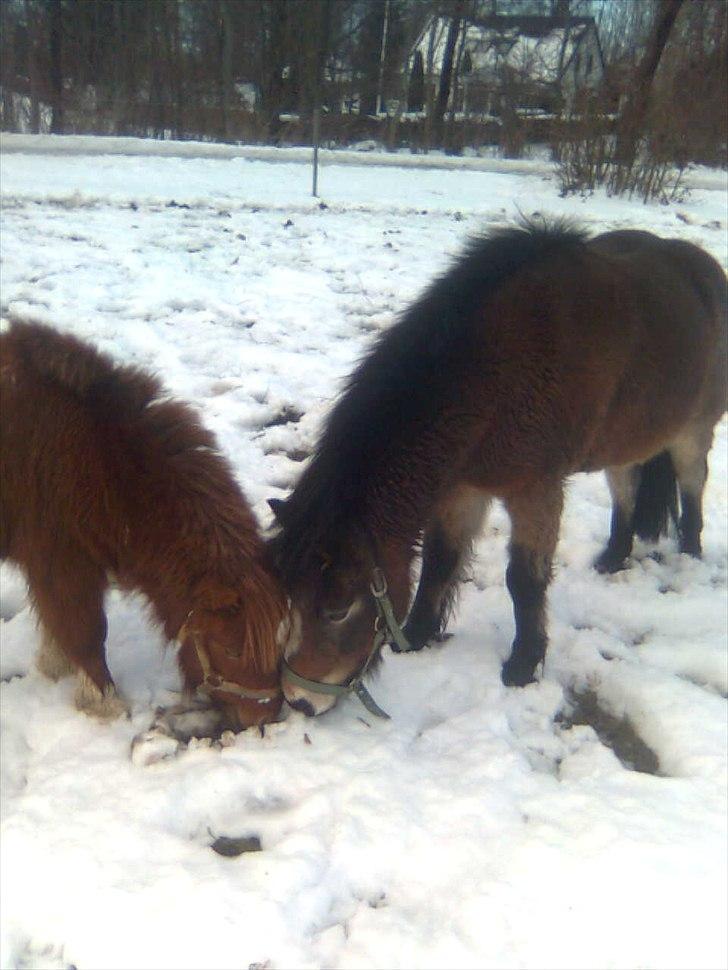 Anden særlig race Sofus billede 1