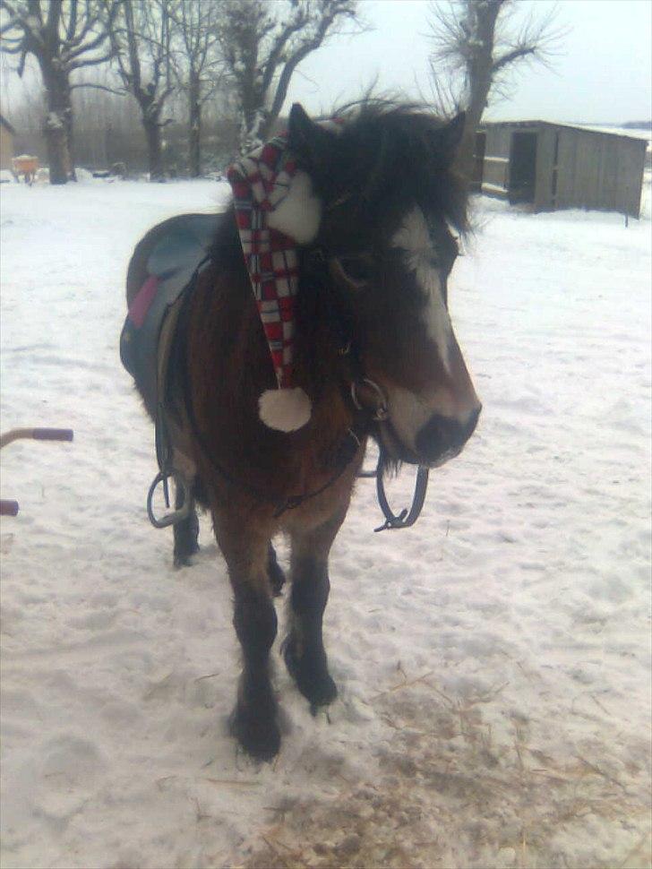 Anden særlig race Sofus billede 2