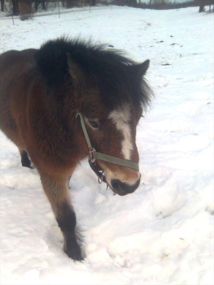 Anden særlig race Sofus billede 3