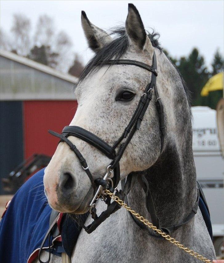 Anden særlig race Prickas billede 2