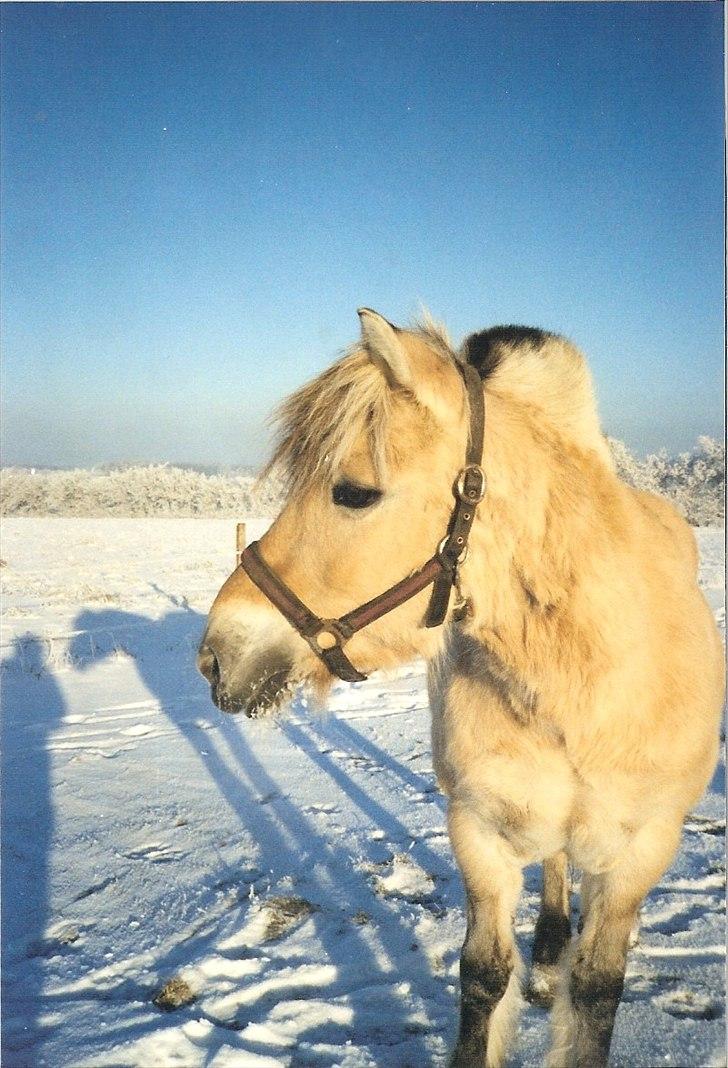 Fjordhest BINE R.I.P. - 15. Bine med sine bambi-øjne hjemme i sneen jan. 2003 billede 15