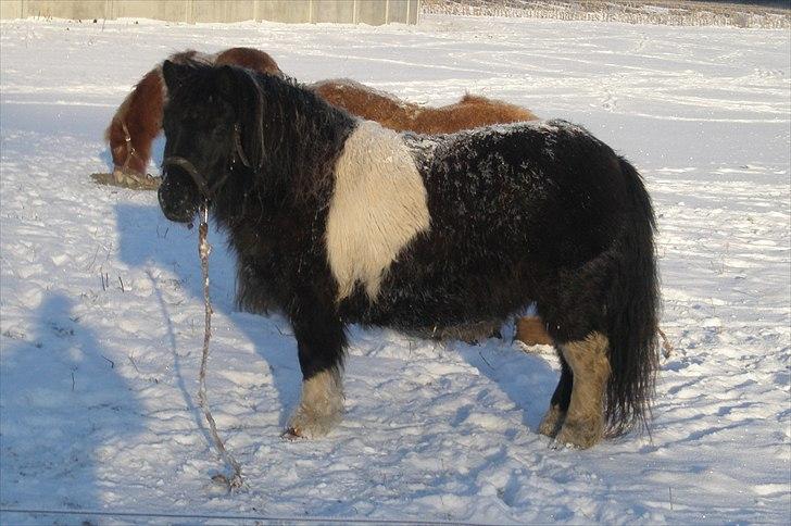 Shetlænder Foula Fancy - 21/12-10: Godt bamset og så småt ved at få følmave. Fancy er træt af at de andre er så længe om at få spist op, så hun bare skal stå og vente på at hun kan blive løsnet. billede 6