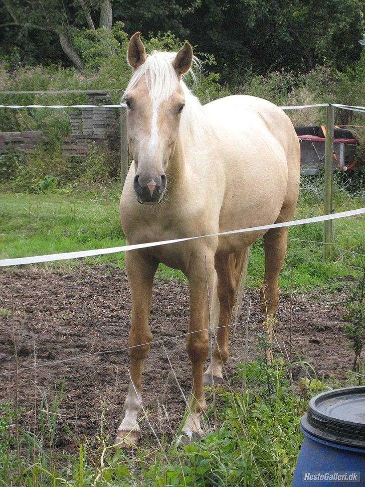 Anden særlig race pegasus billede 11