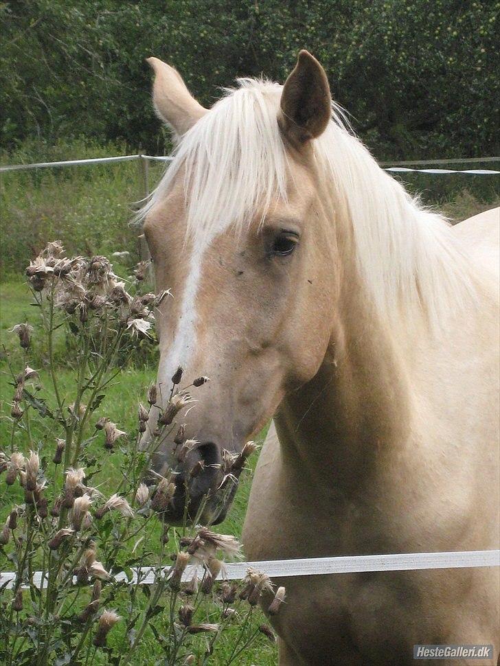 Anden særlig race pegasus billede 12