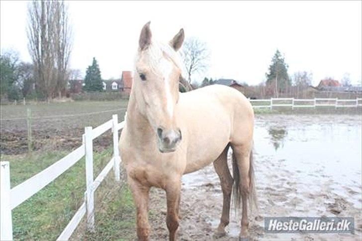 Anden særlig race pegasus billede 13