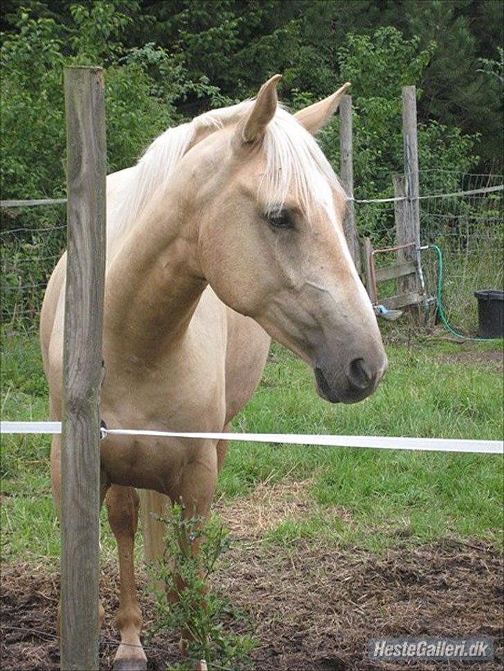 Anden særlig race pegasus billede 14