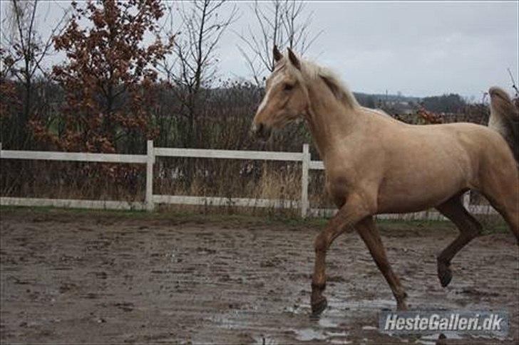 Anden særlig race pegasus billede 15