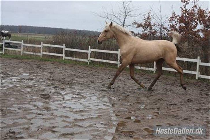 Anden særlig race pegasus billede 16