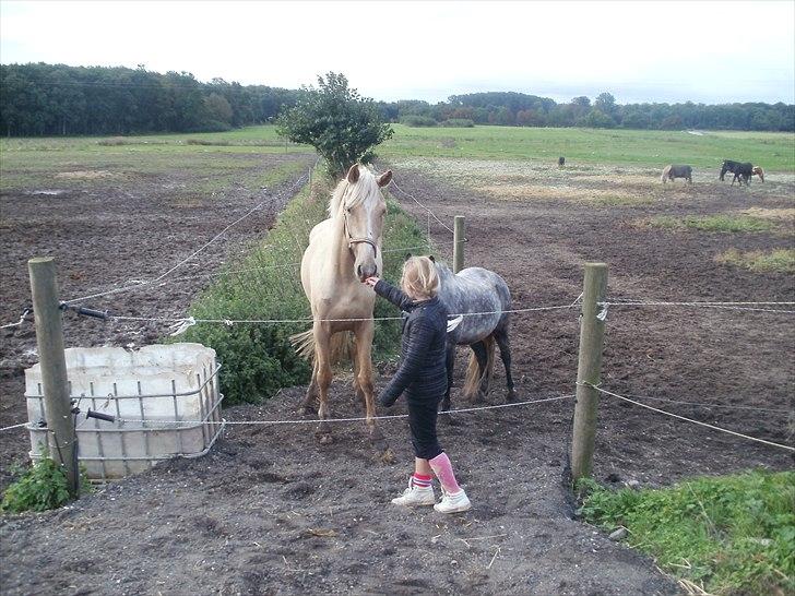 Anden særlig race pegasus billede 17