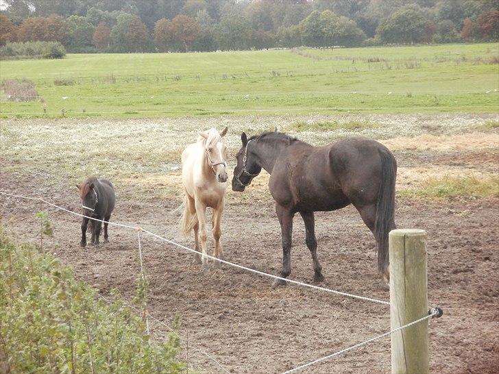 Anden særlig race pegasus billede 18