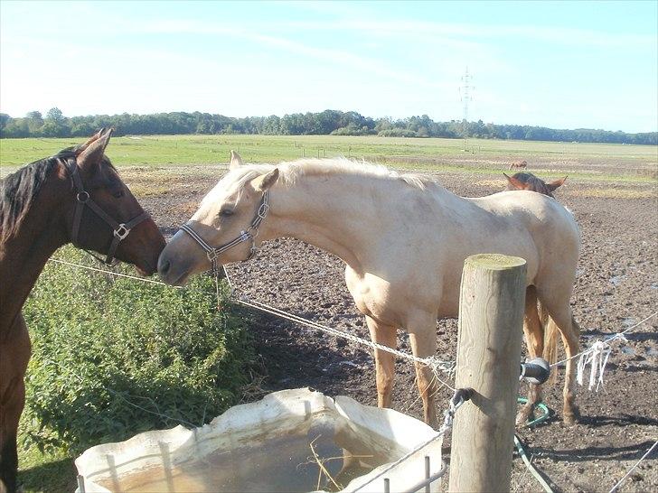 Anden særlig race pegasus billede 20