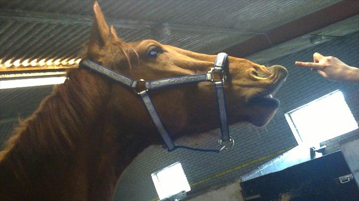 Dansk Varmblod Bækgårdens Amazing SOLGT - Smile kan han også billede 10