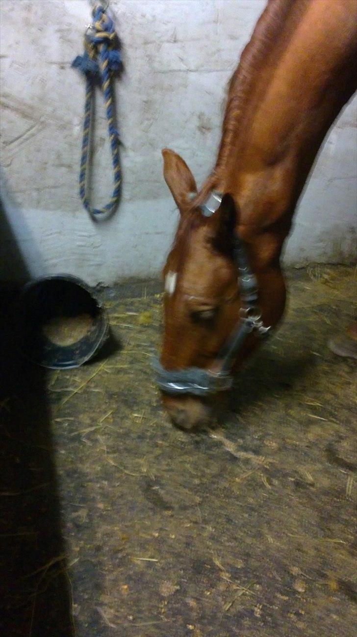 Dansk Varmblod Bækgårdens Amazing SOLGT - Uhm mash smager bare så godt (ud og hele gulvet) billede 11