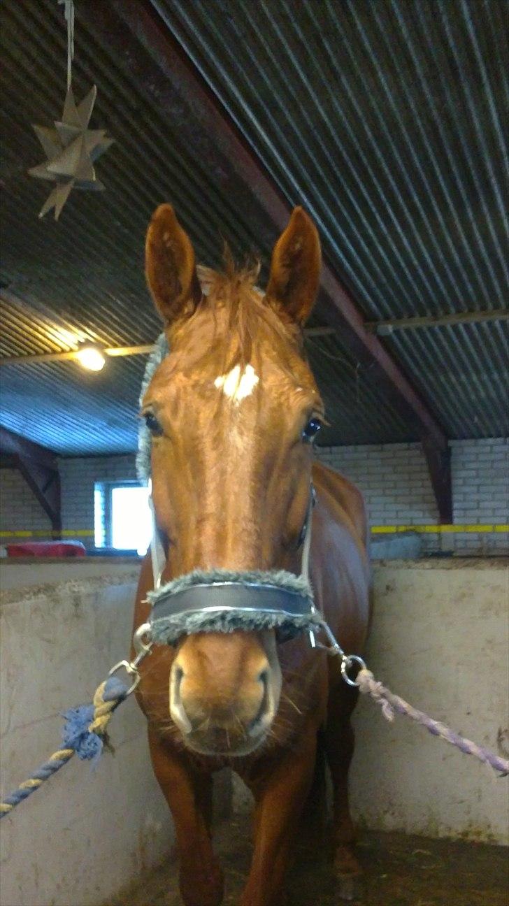 Dansk Varmblod Bækgårdens Amazing SOLGT billede 12