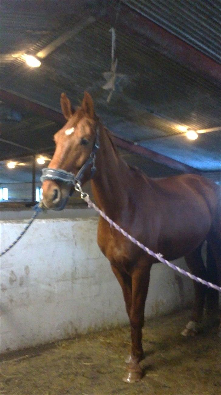 Dansk Varmblod Bækgårdens Amazing SOLGT - Amazing har fået øje på sin kæreste billede 13