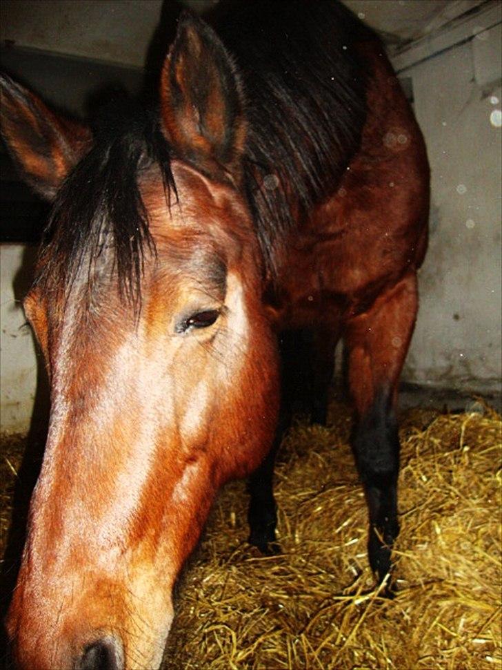 Anden særlig race Tøssen - Tøssen i boks :) billede 6