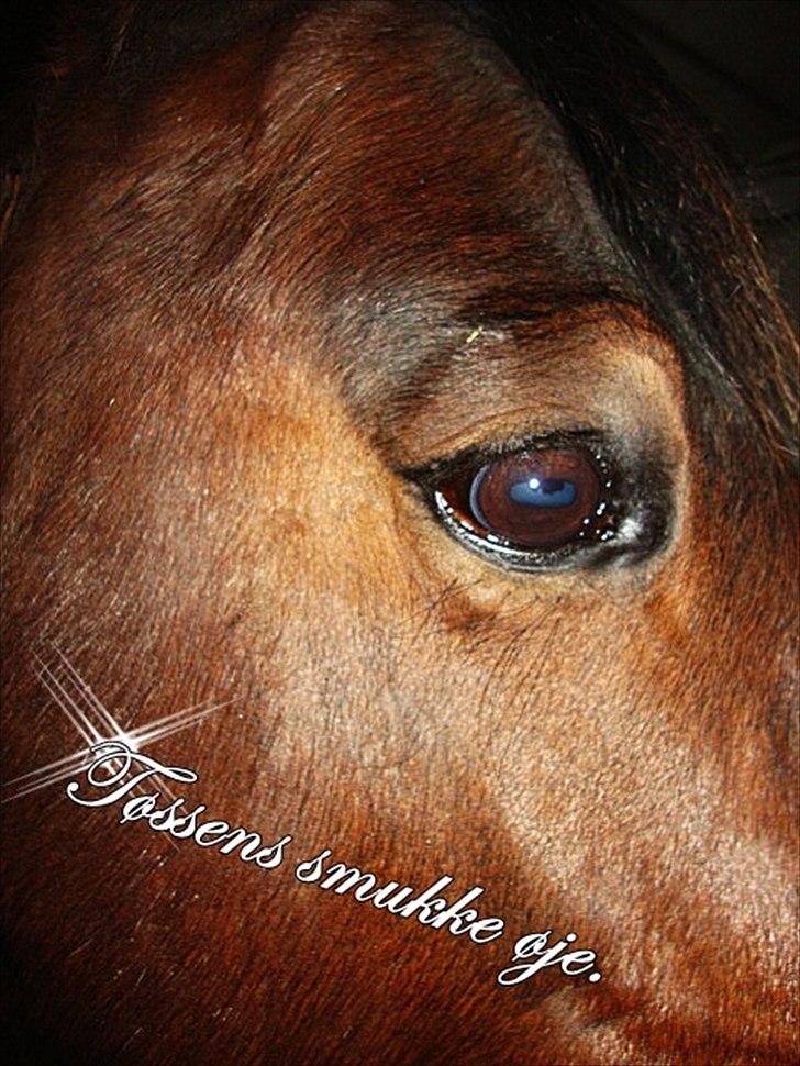 Anden særlig race Tøssen - Tøssens gude skønne øjne billede 7