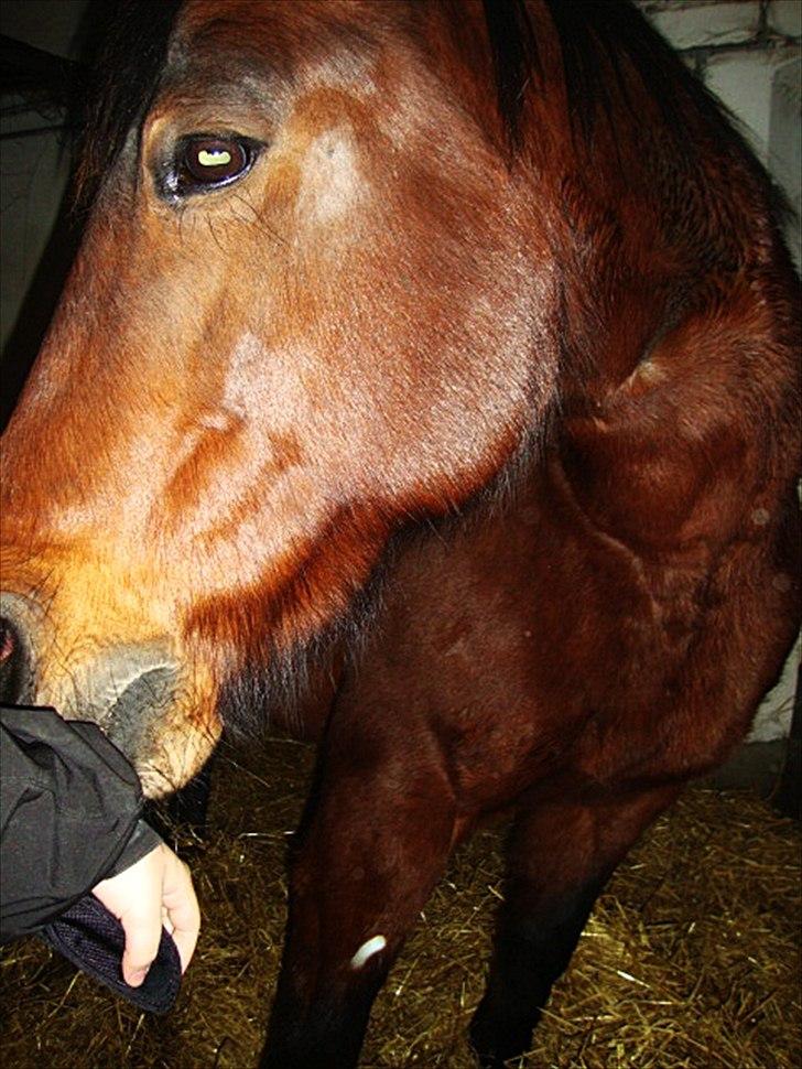 Anden særlig race Tøssen - "Smager lige din jakke" :) billede 8