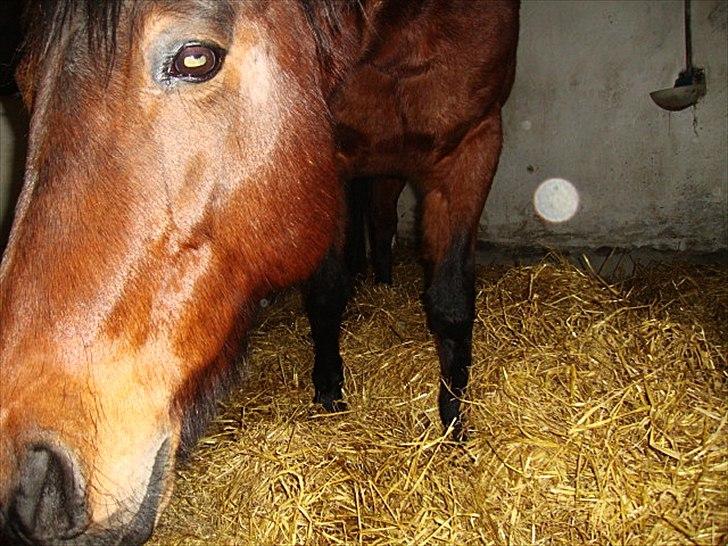 Anden særlig race Tøssen billede 9