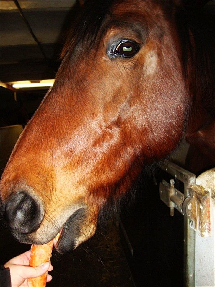 Anden særlig race Tøssen billede 10