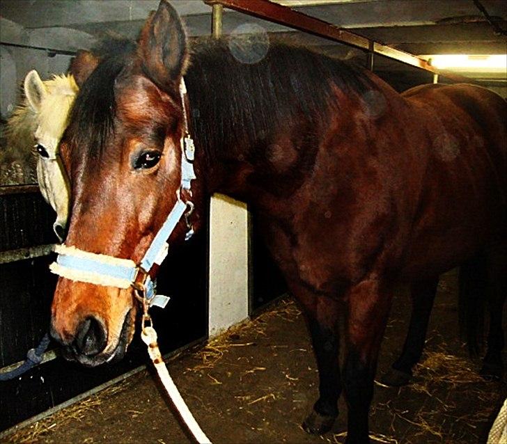 Anden særlig race Tøssen billede 11