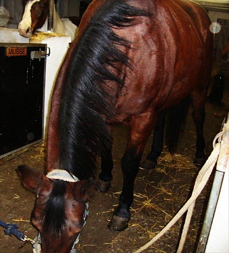 Anden særlig race Tøssen billede 12