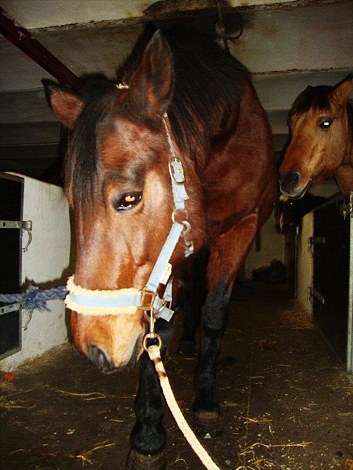 Anden særlig race Tøssen billede 13