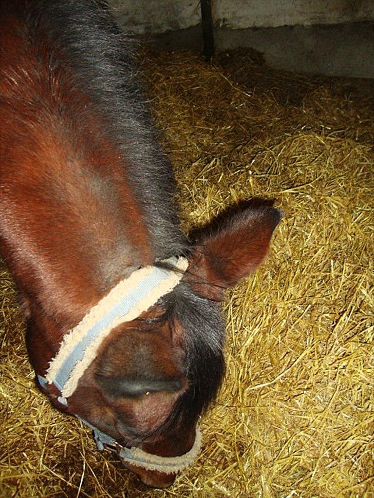 Anden særlig race Tøssen billede 15