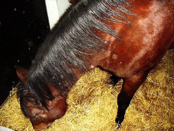 Anden særlig race Tøssen billede 16