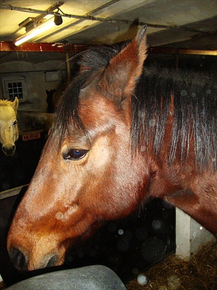 Anden særlig race Tøssen billede 17