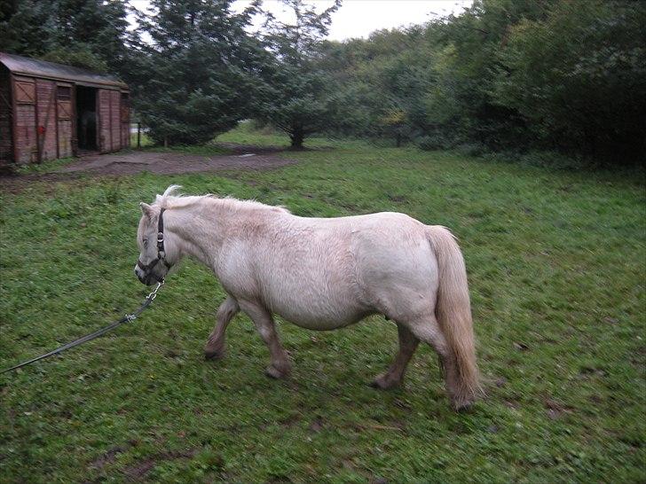 Shetlænder Belesta Bomlund billede 5