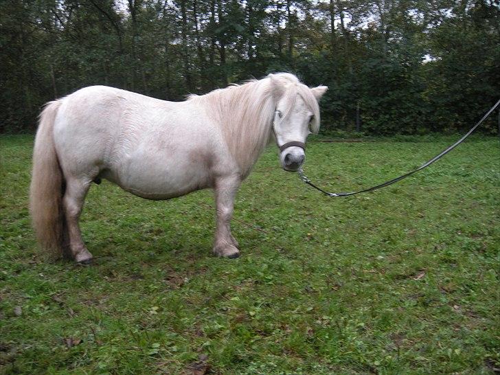 Shetlænder Belesta Bomlund billede 6
