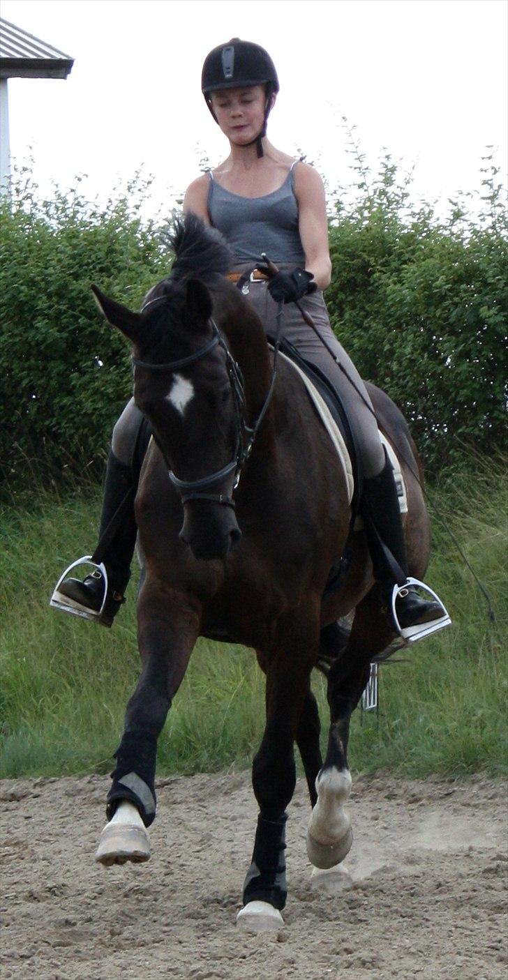 Dansk Varmblod Picoeur - Foto: Mig billede 10